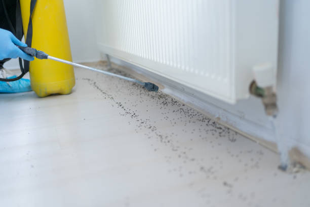 Best Pest Control Near Me  in Olive Hill, KY